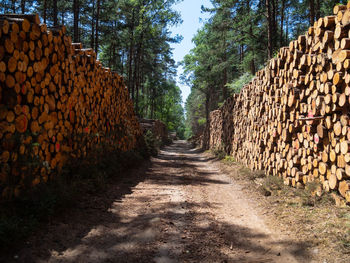 View of logs in forest