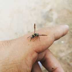 Close-up of insect on hand