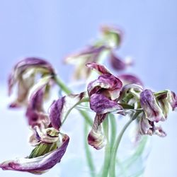 Close-up of wilted plant against white background