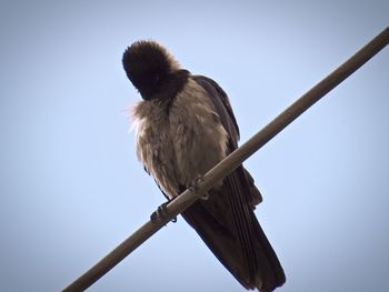 Low angle view of bird perching on railing