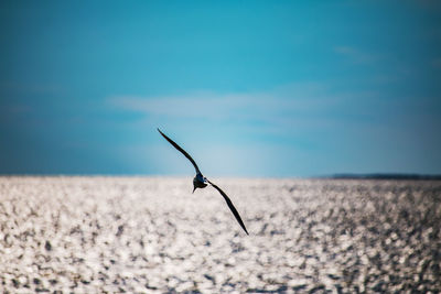 Single seagull flying over the sea in the blue sky