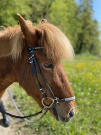 Close-up of horse standing on field