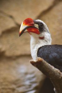 Close-up of bird perching on branch