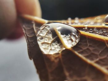 Close-up of ice cream cone