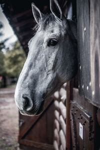 Close-up of horse in stable