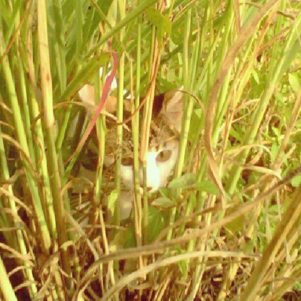 animal themes, one animal, grass, mammal, plant, domestic animals, pets, growth, domestic cat, field, cat, nature, selective focus, feline, close-up, no people, outdoors, green color, day, wildlife