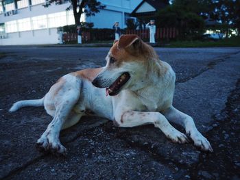 Dog lying down