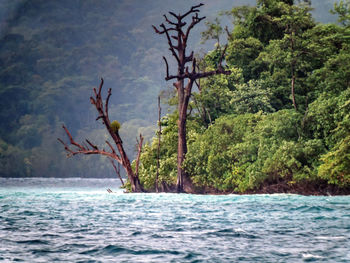Reflection of trees in water