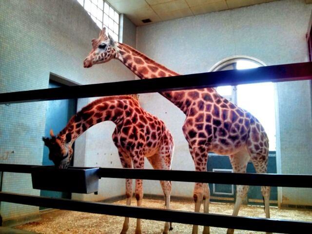 animal themes, one animal, bird, animals in the wild, indoors, wildlife, two animals, domestic animals, full length, mammal, railing, side view, no people, pets, animals in captivity, sunlight, day, cage, perching, zoology