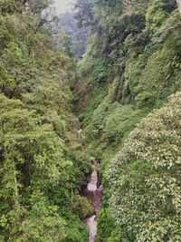 High angle view of plants growing on land