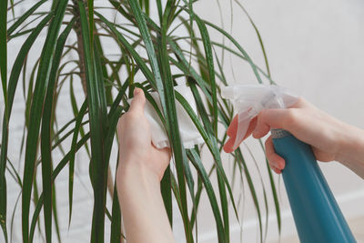 Close-up of hand holding plant