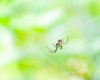 Close-up of spider on web