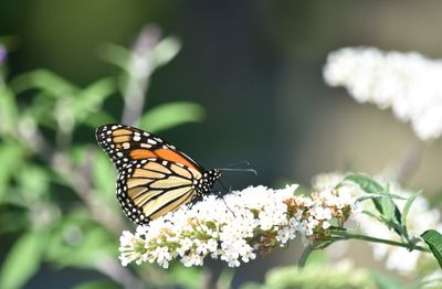 Close-up of butterfly on white flowers