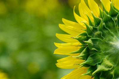 Close-up of yellow sunflower