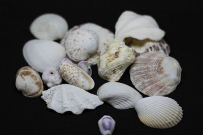 Close-up of seashells on table against black background