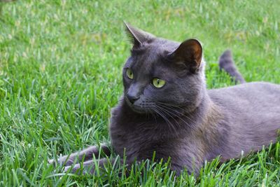 Portrait of black cat sitting on grass