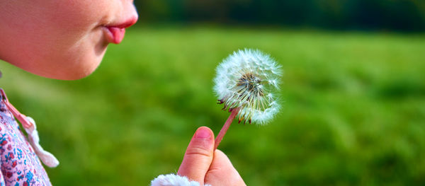 Close-up of hand holding dandelion flower