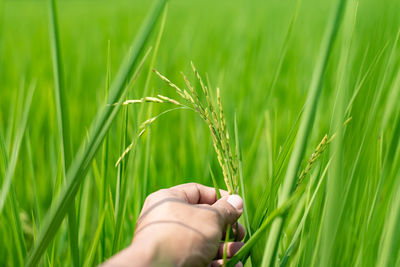 Hand of wheat growing on field