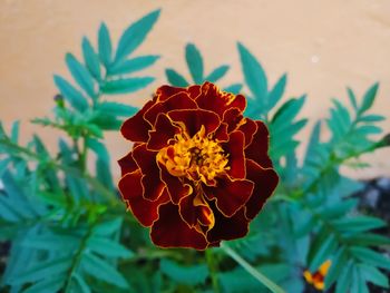 Close-up of marigold flower