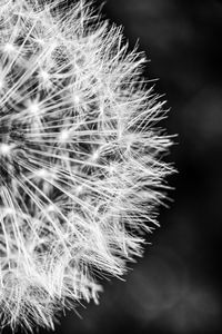 Close-up of dandelion on plant