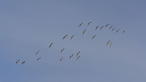 Low angle view of birds flying in sky