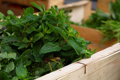 Close-up of mint leaf on table