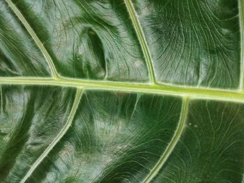 Full frame shot of green leaves
