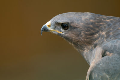 Close-up of eagle