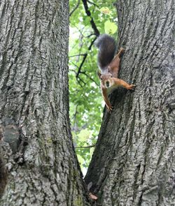 Close-up of squirrel on tree trunk