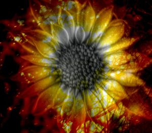 Close-up of yellow flower blooming outdoors