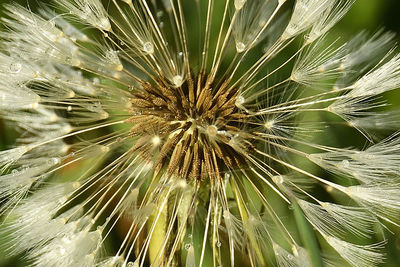 Close-up of dandelion on plant