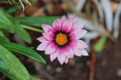  african daisies are scientifically known as osteospermum and are a part of the asteraceae family