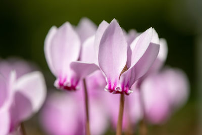 Close-up of pink flowering plant