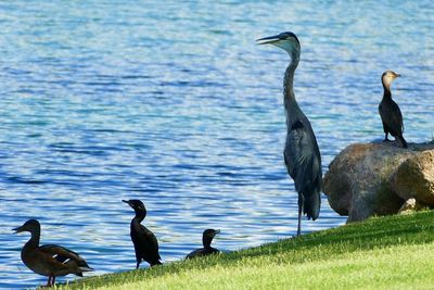 Birds perching on a lake