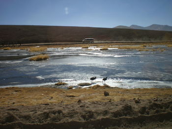 Birds on shore against sky