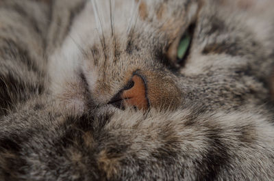 Furry cat face close up