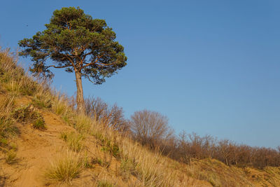 Trees on field against clear blue sky