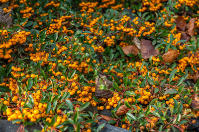 High angle view of yellow berries on plant during autumn