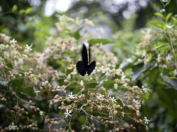 Close-up of butterfly pollinating on flower