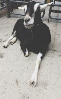High angle view of dog relaxing on floor