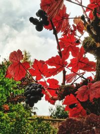 Close-up of red berries growing on tree against sky