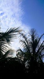 Low angle view of palm trees against sky