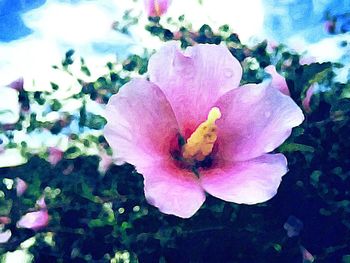 Close-up of pink flower