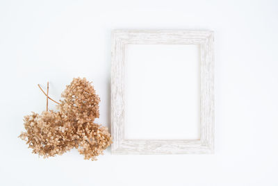 Close-up of flower over white background