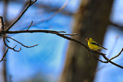 Low angle view of bird perching on tree