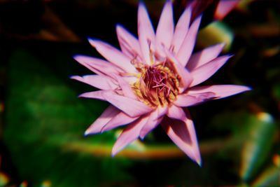 Close-up of pink flower