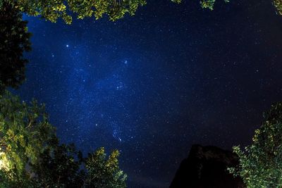 Low angle view of trees against sky at night