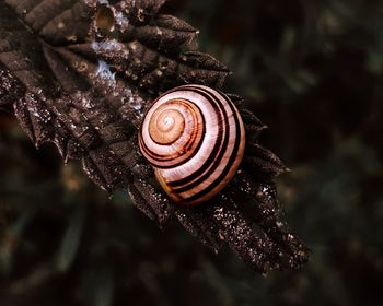 Close-up of snail