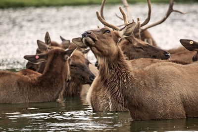 Deer in a lake