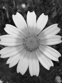 Close-up of white flower blooming outdoors